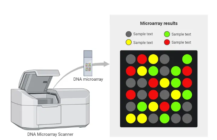 Potato Dextrose Agar Plates