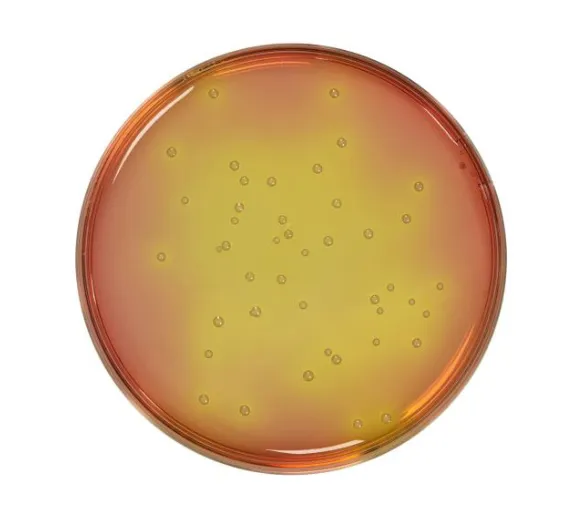 Dehydrated Mannitol Salt Agar